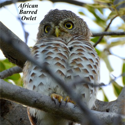 African Barred Owlet